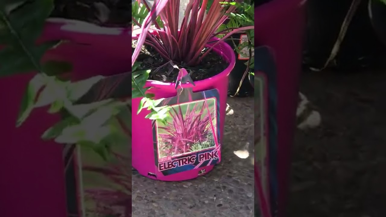 Electric Pink…⚡️⚡️