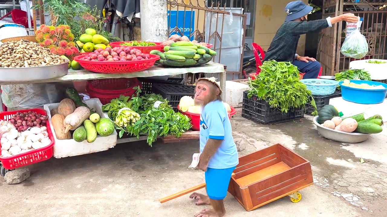 You Won’t Stop Laughing! CUTIS’ Funniest Shopping Moment