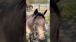 Ponying Cinch Off Of Ash