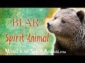 Bear Spirit Animal | Bear Totem & Power Animal | Bear Symbolism & Meanings