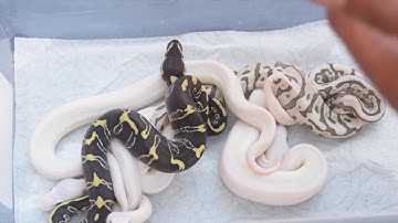 ScalyCreations Ball Python Clutch #5 UPDATE!