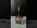 Lightning + plants part7