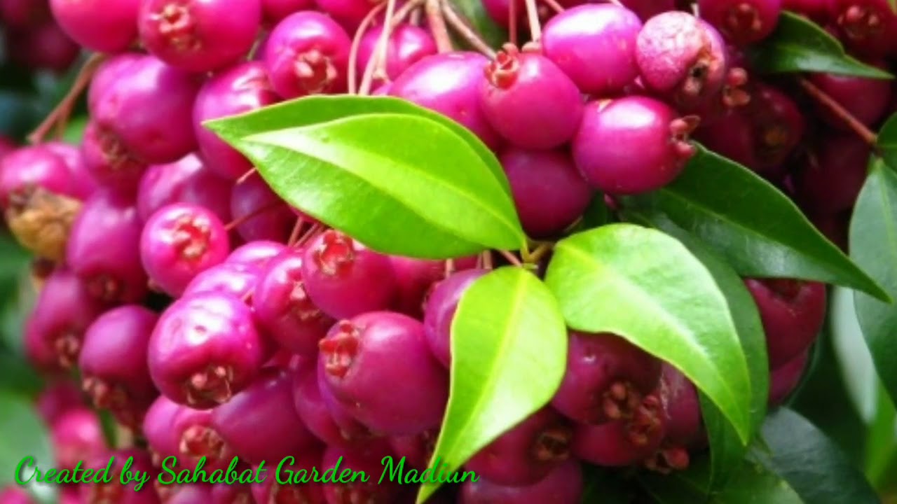 Jambu Lily Philly Mulai Berbunga YouTube