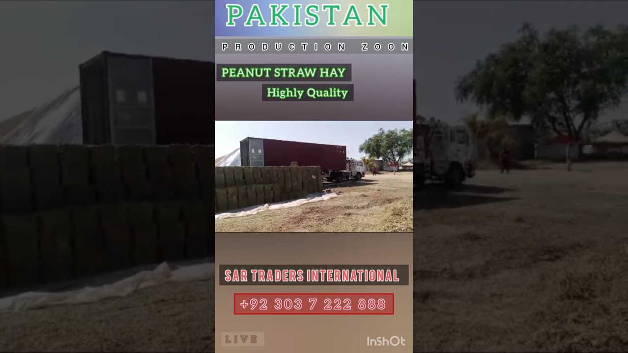 Manufacturing Plant peanut straw hay Loaded for Export 