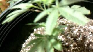 Vegging marijuana plants: chem dawg, mk ultra, purps