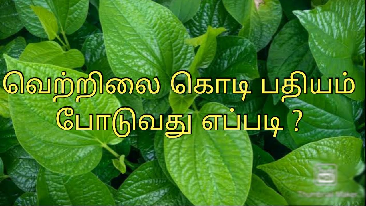 Vetrilai kodi padhiyam/Vetrilai kodi valarpu murai/Betel leaf growing in tamil/Betelleaf propogation