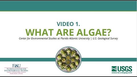 Video 1. What are Algae?