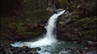 Music Relaxing_SOUND OF FOREST