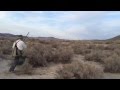 Shooting Partridge Over Will Shooting Partridge Over Will