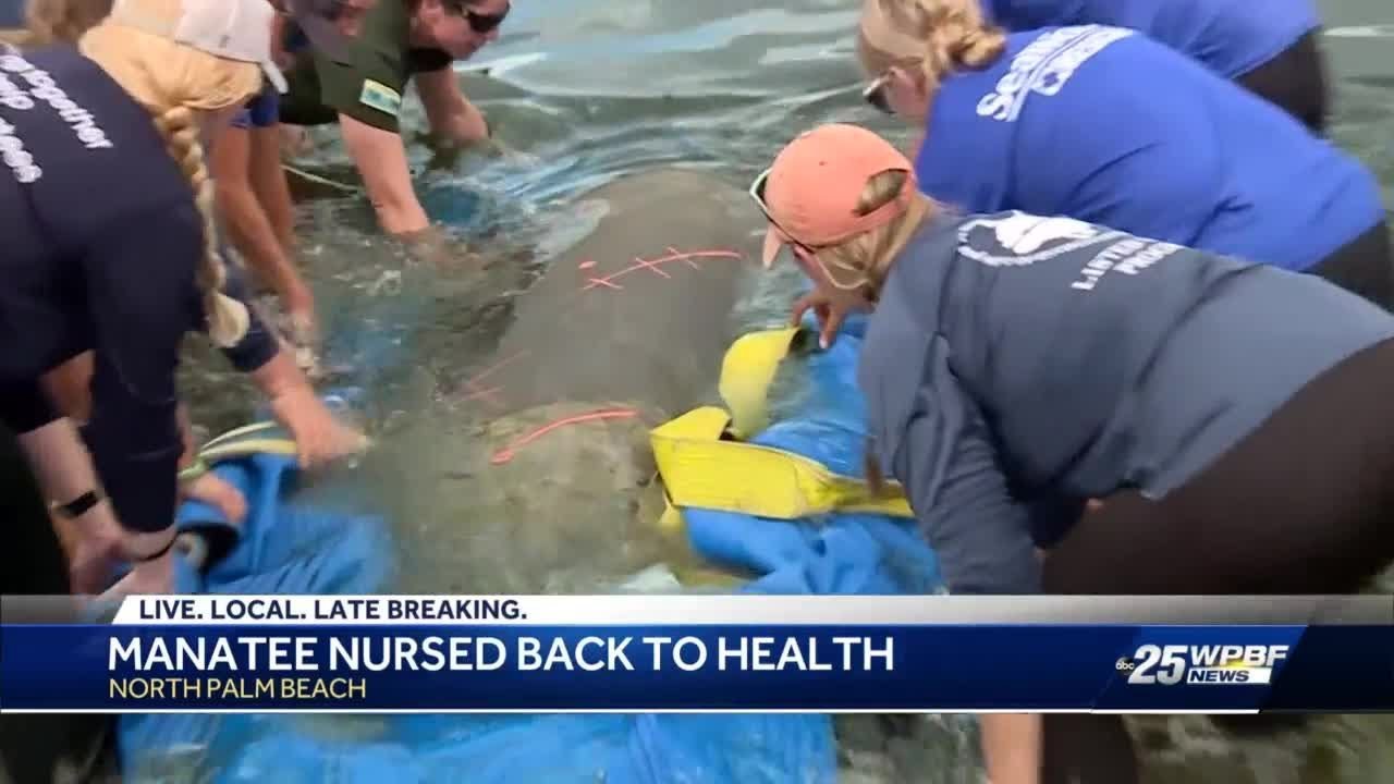 Manatee released after rehabilitation - YouTube