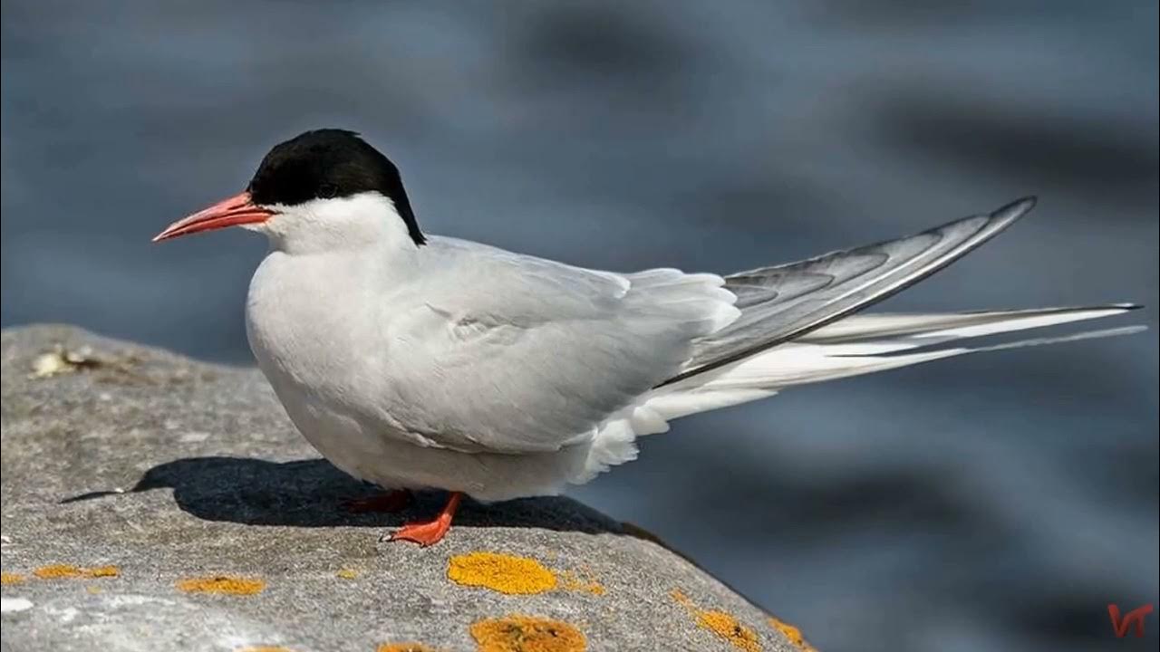 Тихоокеанский топорок. Крачки определитель. Полярная чайка крачка. Полярная птица 6 букв на к. Полярная птица 6 букв на к.