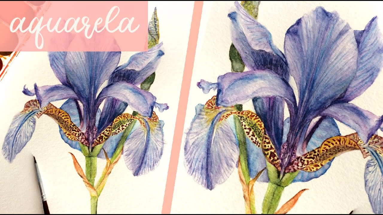 Pintura a óleo digital no Procreate: orquídeas realistas