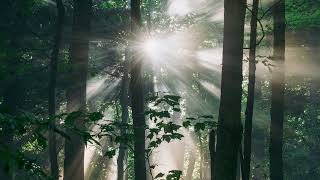 🎹 Healing Piano Playlist | Forest Light