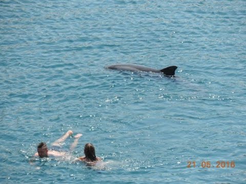 NEUM BEACH 2016 - Dolphin and swimmers HD