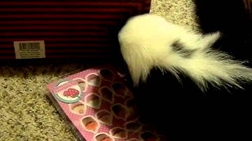 Scratch-n-sniff skunk