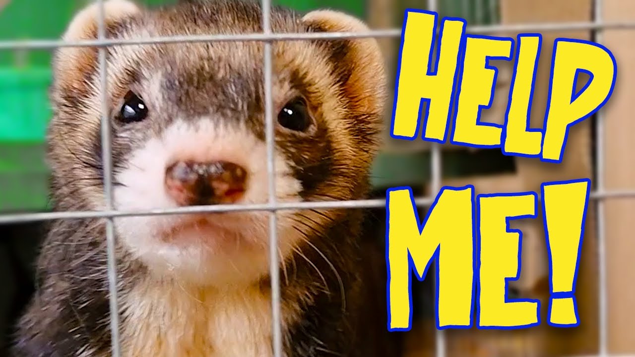 Adopting Rescue Ferrets Nearly Broke Me – What No One Tells You