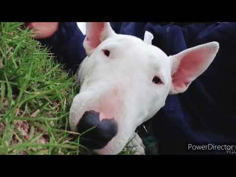 ALIKA INSPIRAME  VIDEO