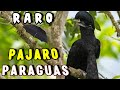 El Pajaro Mas EXTRAÑO del Mundo: El Pajaro PARAGUAS