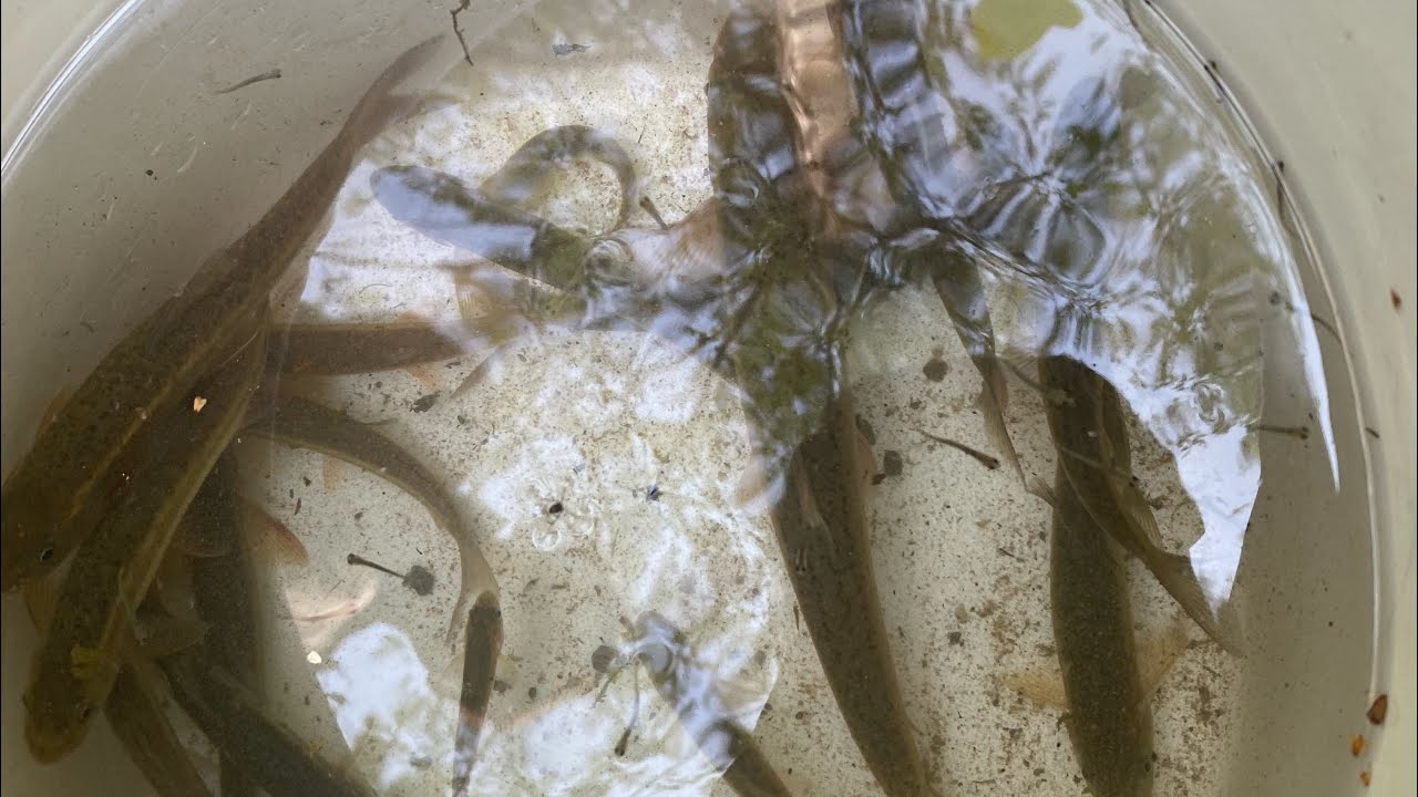 Khola kholchama  Machha samtde ramailo   garde gaugharma Din bitdex  mero