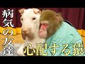 原因不明の病気で弱っていく仲間(犬)に、お猿さん取った行動がすごすぎる…