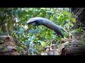 UNBELIEVABLE Trail Cam Footage of Rare Jungle Animals - Get Ready to Be Amazed!