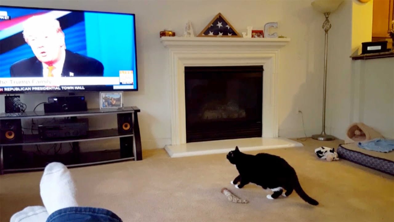 Cat Scared Of Donald Trump - YouTube