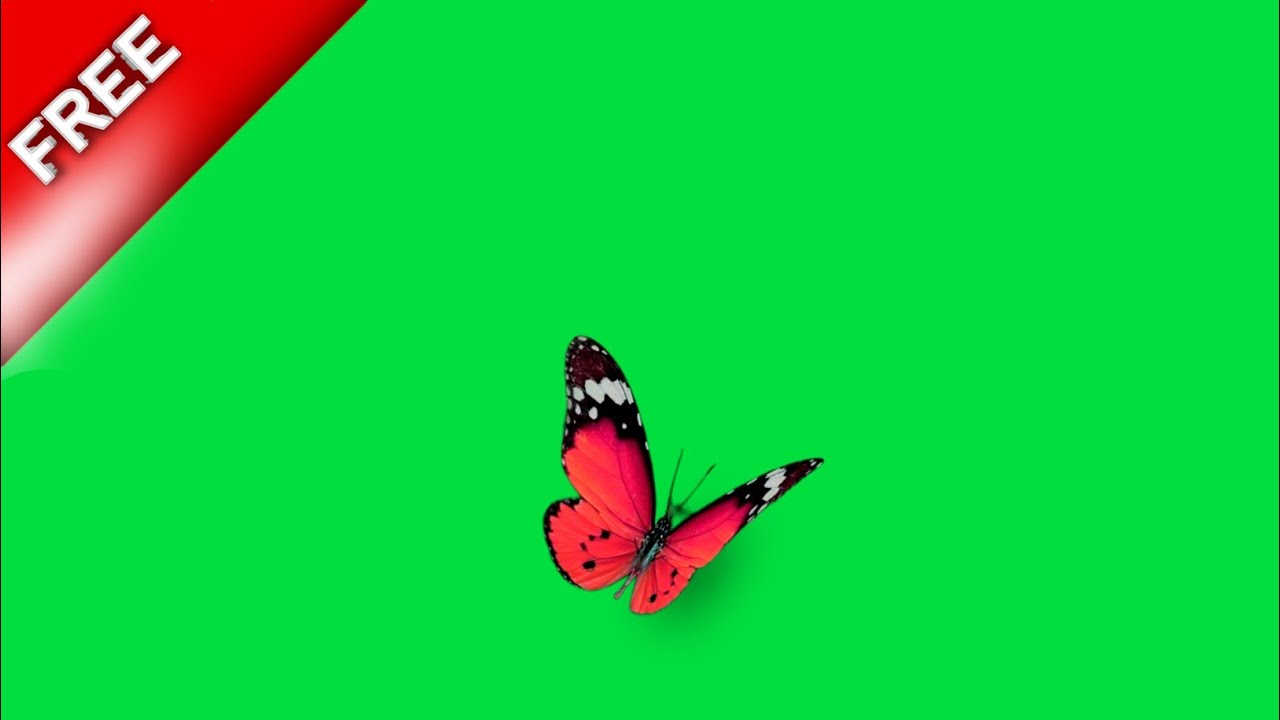 red butterfly green screen butterfly flying green screen video butterfly green screen