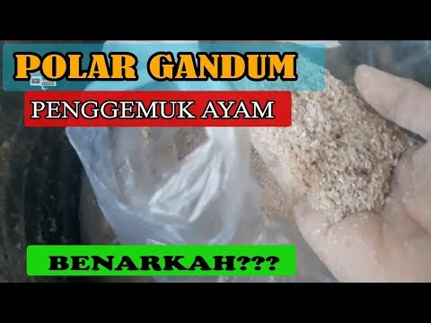 Video: Mengapa Dedak Gandum Bermanfaat