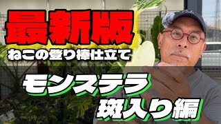 2025. Latest Edition! Nekoteito's Guide to Repotting a Variegated