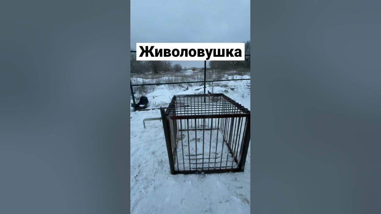 Живоловушка на лису своими руками размеры чертежи Живоловушка своими руками!, могу построить под заказ любые размеры! - YouTube