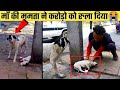 माँ की ऐसी ममता देखकर आप भी रो पड़ेंगे | Animals Mother Protecting Their Babies (Part-1)