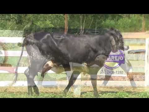 LOTE 15 -  058   ALIANÇA GENÉTICA