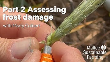 🌾 New Video: Assessing Yield Loss from Frost Damage 🚜