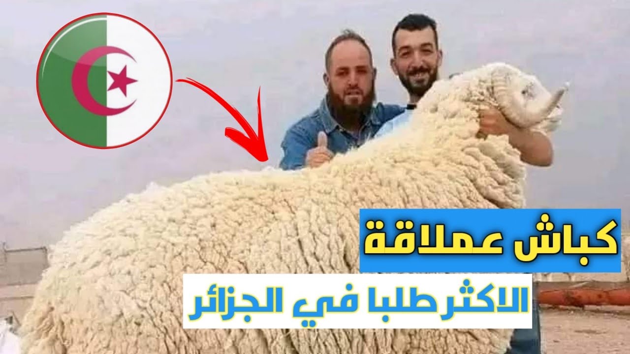 شاهد.. كباش عملاقة من سلالة جزائرية اصيلة /اشهر واعرق06 سلالات اغنام و الاكثر طلبا في الجزائر