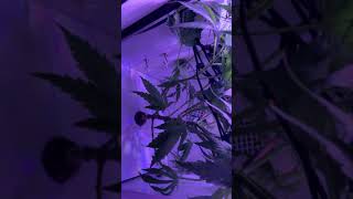 Grobo Journey day 42 cleaned up some leaves with store to use in LĒVO 2 .