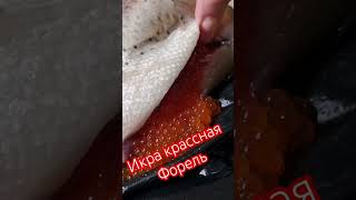 Икра красная. Форель с икрой. Как делают красную икру.