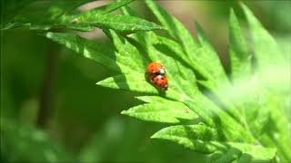 2020 0529 Ladybugs Mating Video