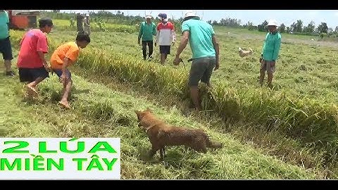 GIAO LƯU CÙNG ANH EM ANH ĐỆ Ở TÂY NINH | NHỮNG PHA BẮT CHUỘT QUÁ HẤP DẪN | PHẦN 1 -TT144