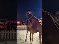 #qatar #camels #doha #souqwaqif #loveqatar
