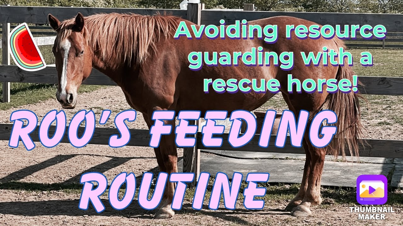 Routine Roo Roo’s feeding routine + training | VLOG - YouTube