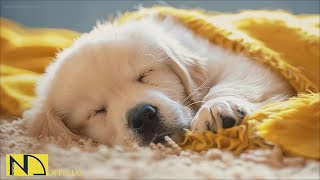 20 HOURS of Dog Calming Music🐶💖Anti Separation Anxiety Relief Music🦮🎵 Music For Dogs⭐ NadanMusic