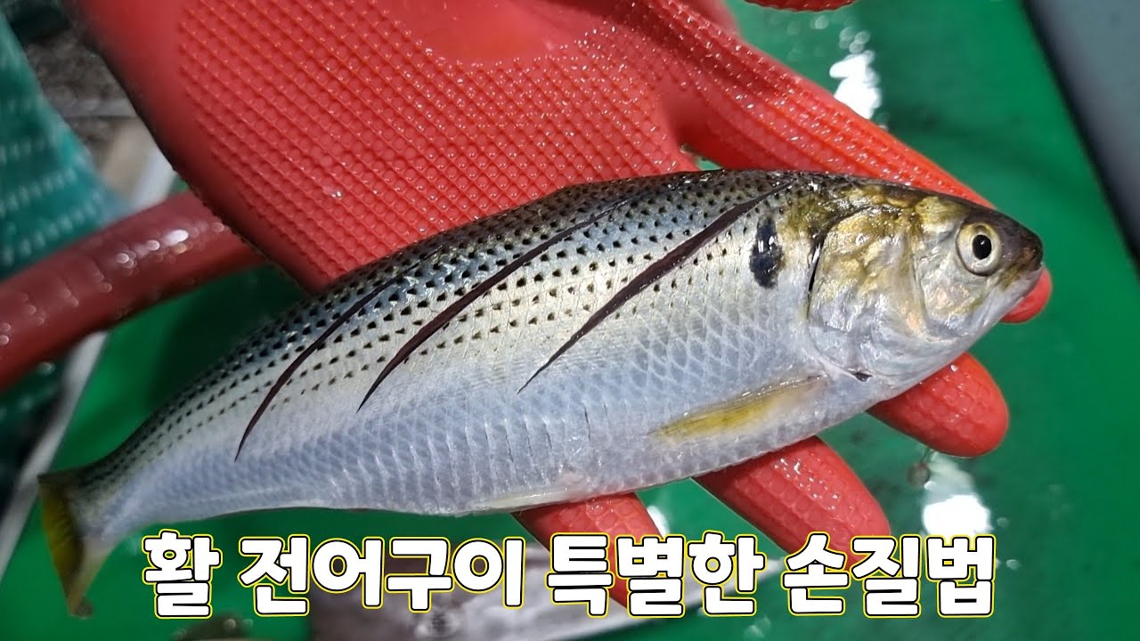 살아있는 전어구이 특별한 손질법.