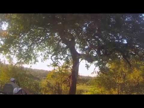 Leopard Food Fight - Sabi Sand Reserve