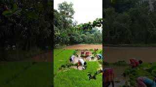 #viralvideo #farmerstruggle #nature #youtubeshorts #farming #trending #womenempowerment #bengali