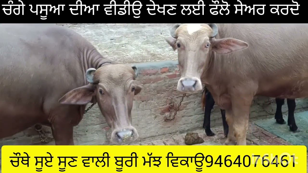 ਚੌਥੇ ਸੂਏ ਬੂਰੀ ਮੱਝ ਵਿਕਾਊ