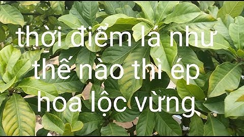 3 cách ép lộc vừng siêu hoa