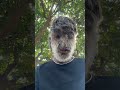 پشمالو ترین مرد دنیا        
