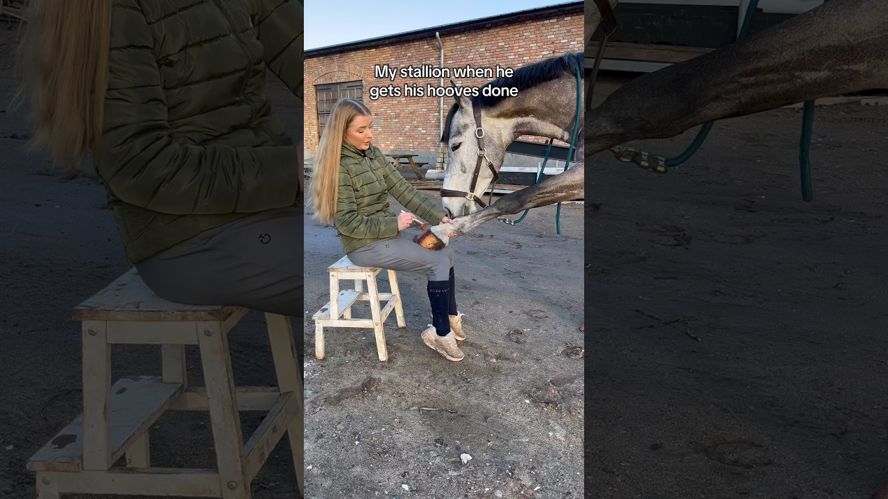 Мой жеребец после обработки копыт 💅🏼 