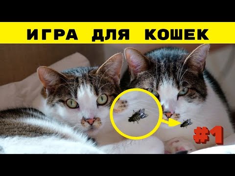 Звуки мух для кошек