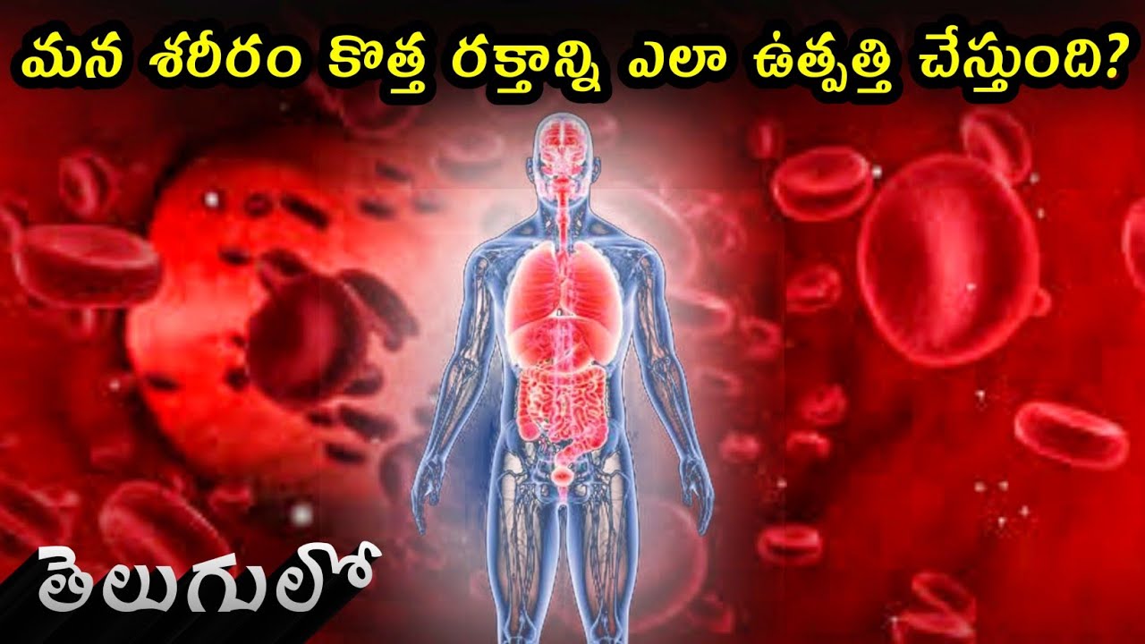 This is how your body makes new blood | in Telugu | - YouTube